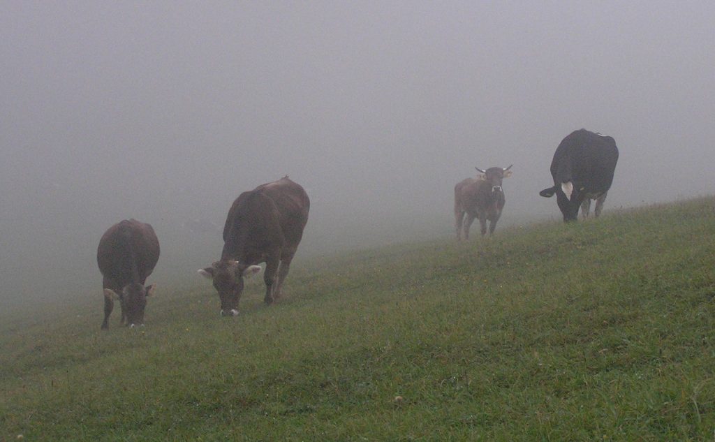 Einsame Bergweide im Jura mit Kühen